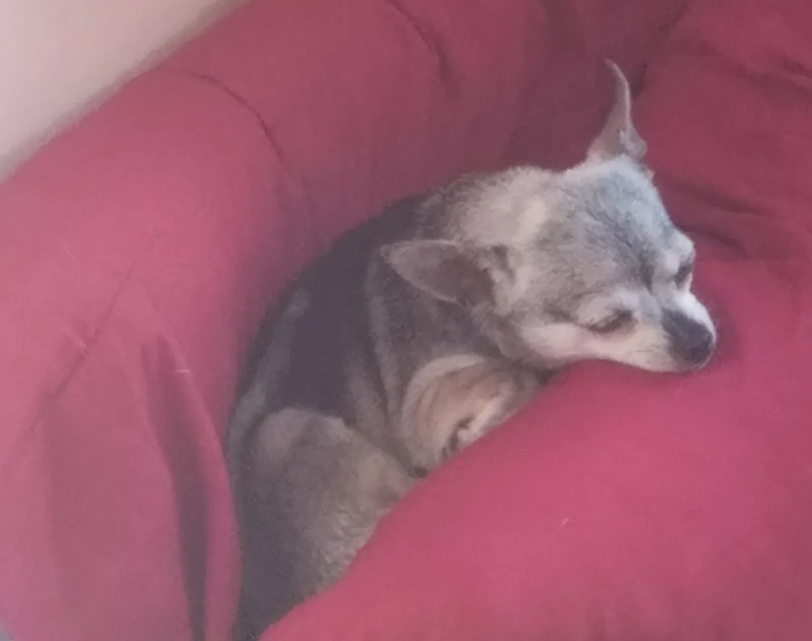 Lost dog in Fort Wayne, IN, 46808