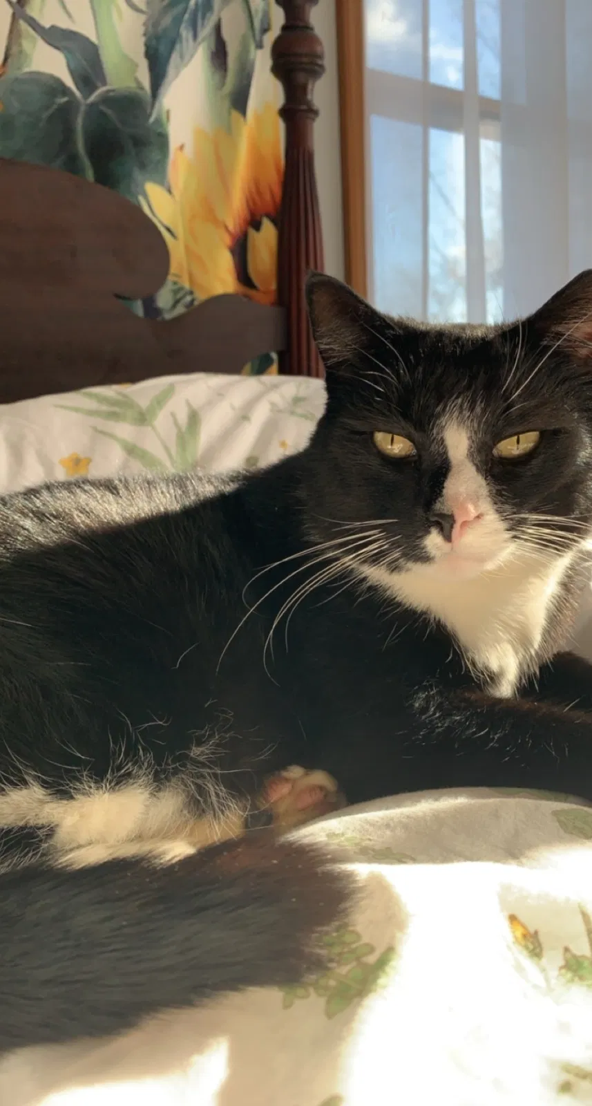 Lost cat in Felton, PA, 17322