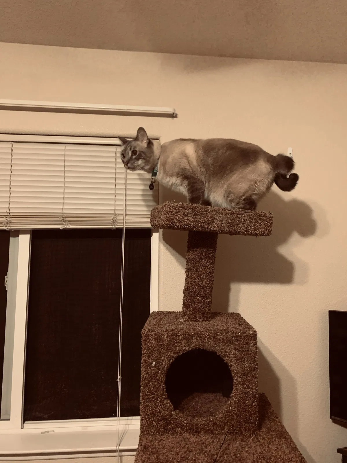 Lost cat in South El Monte, CA, 91733