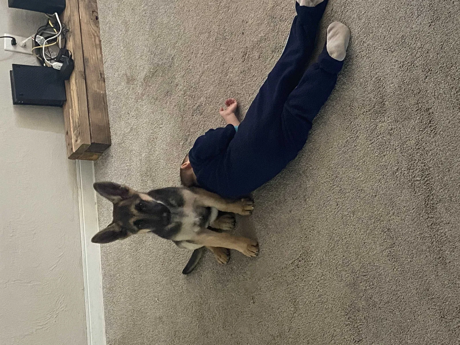Lost dog in Daytona Beach, FL, 32117
