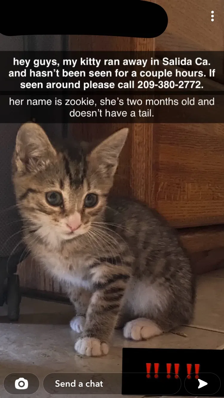 Lost cat in Snelling, CA, 95369