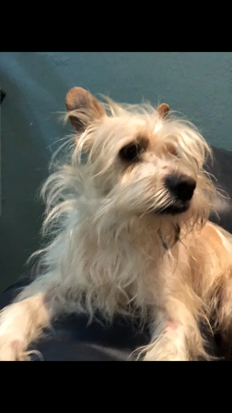 Lost dog in Los Angeles, CA, 90022