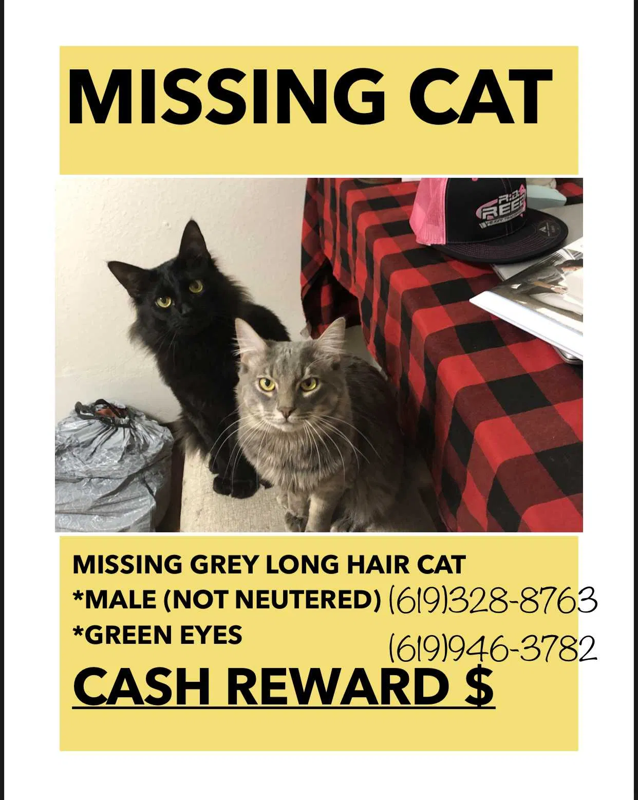 Lost cat in Alpine, CA, 91901
