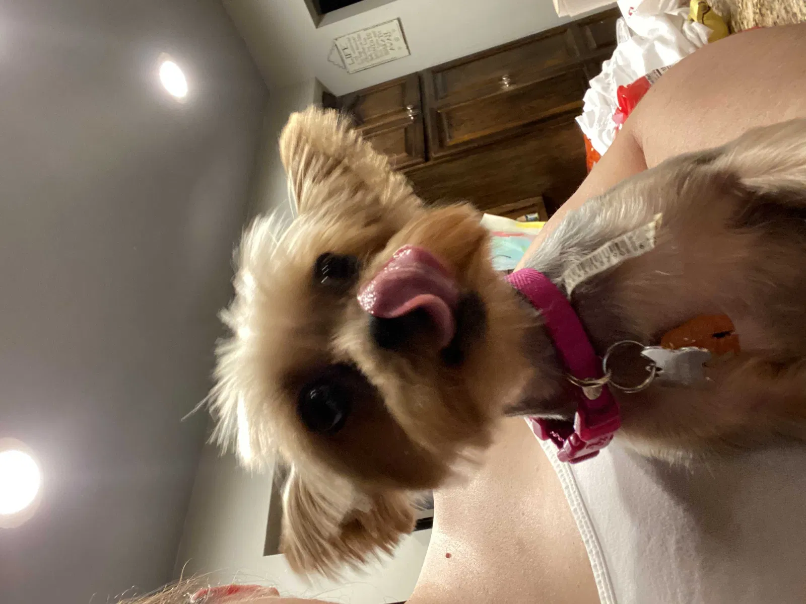 Lost dog in Moreno Valley, CA, 92553