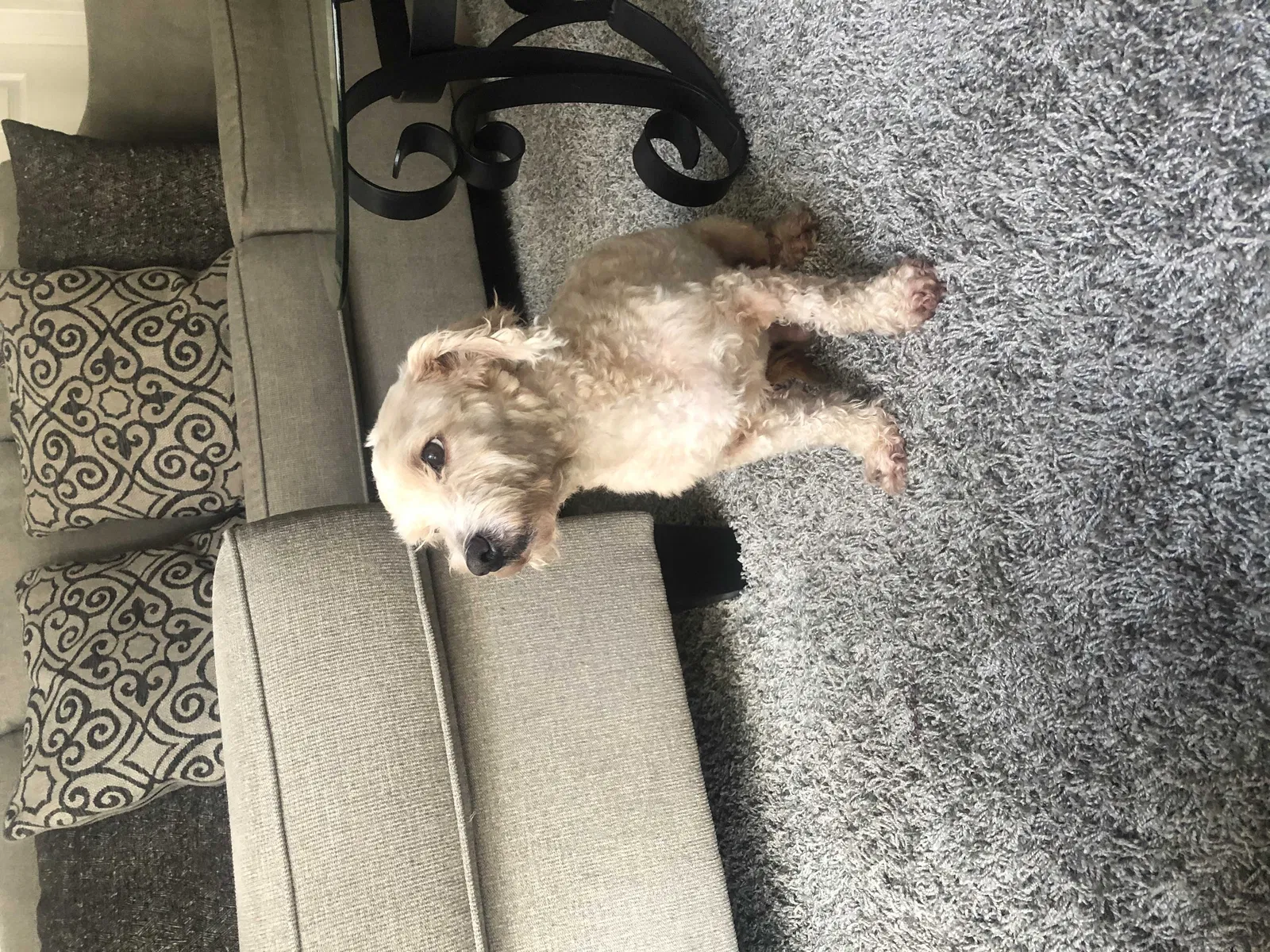 Lost dog in Inglewood, CA, 90304