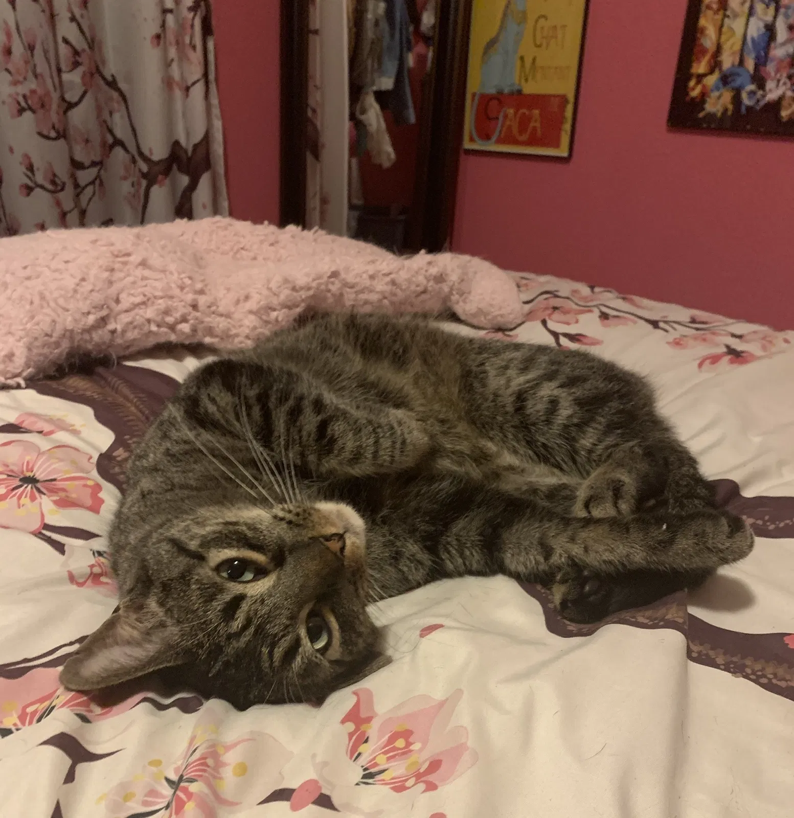 Lost cat in Fort Worth, TX, 76133