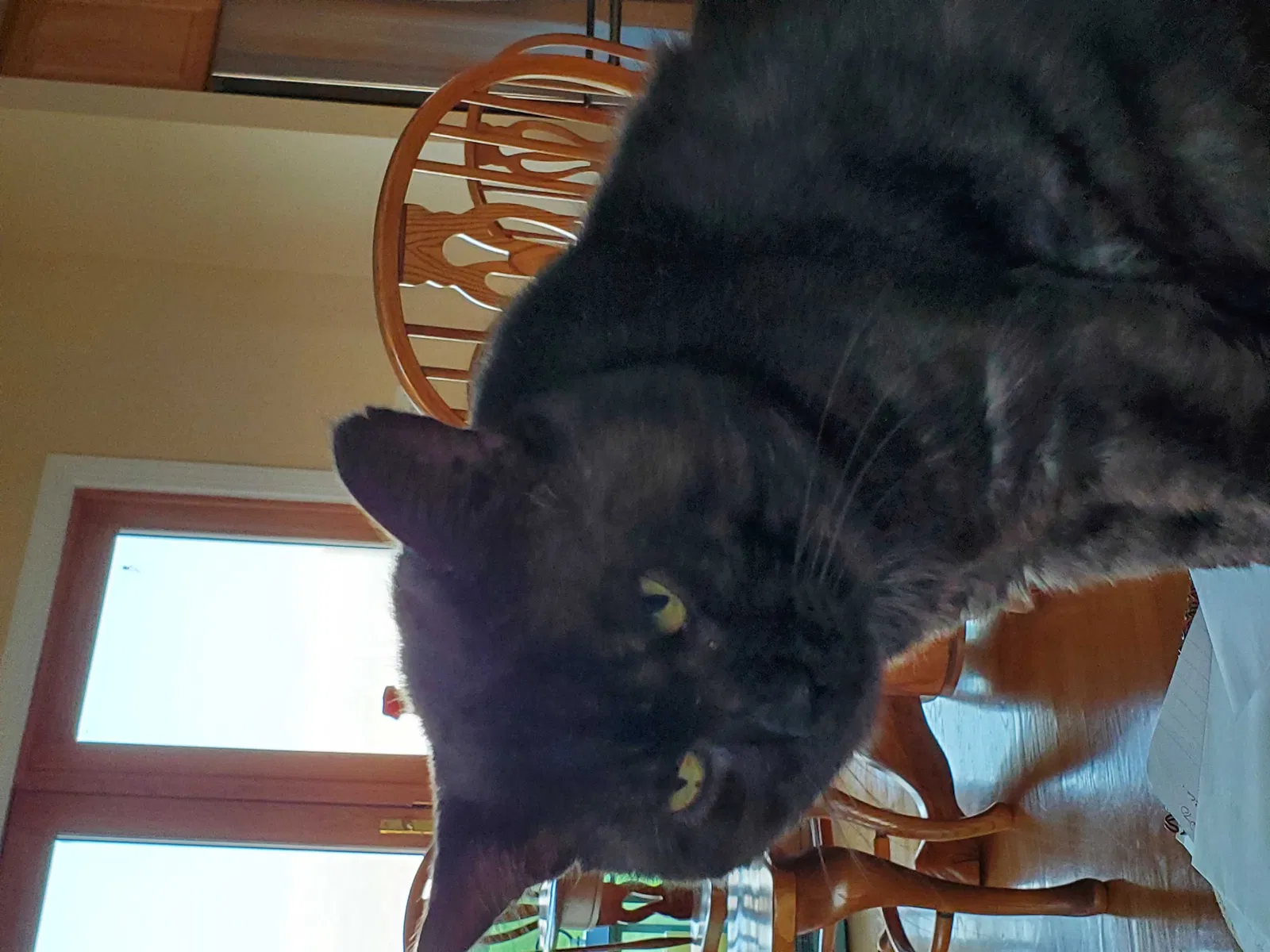Lost cat in Mount Airy, MD, 21771