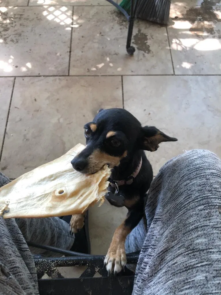 Lost dog in Palmdale, CA, 93591