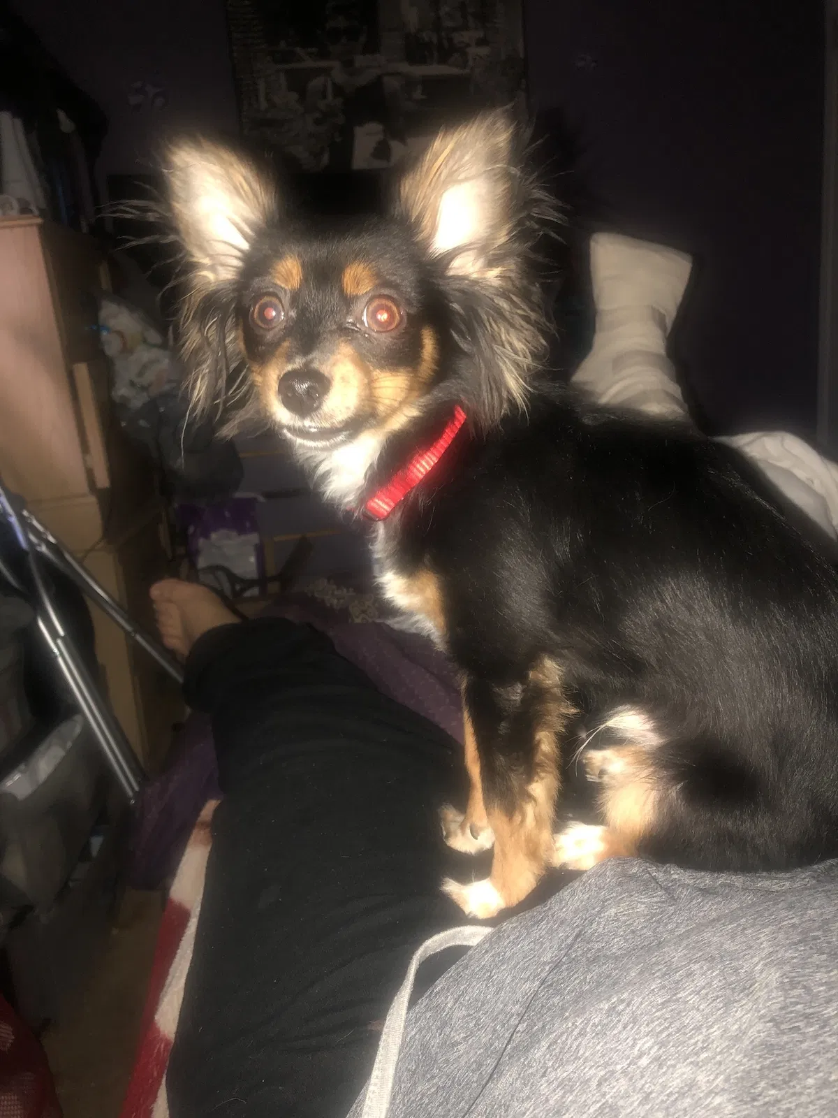 Lost dog in Palmdale, CA, 93591