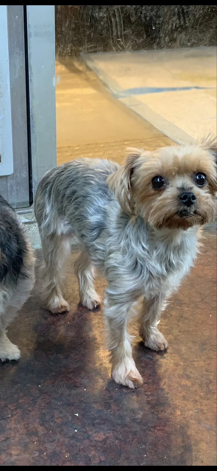 Lost dog in Sacramento, CA, 95838