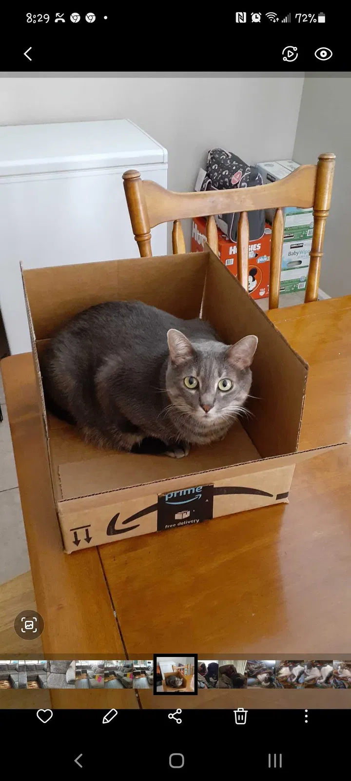 Lost cat in San Tan Valley, AZ, 85143