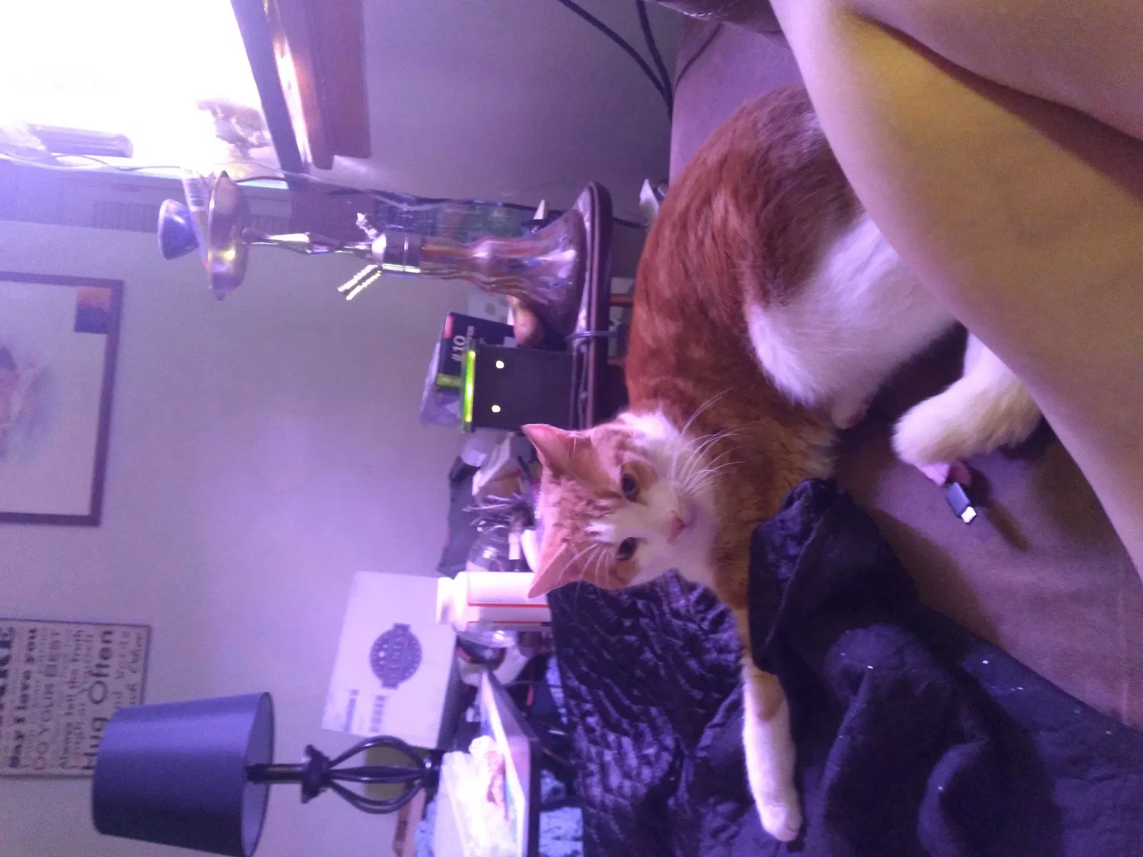 Lost cat in Lockport, IL, 60441