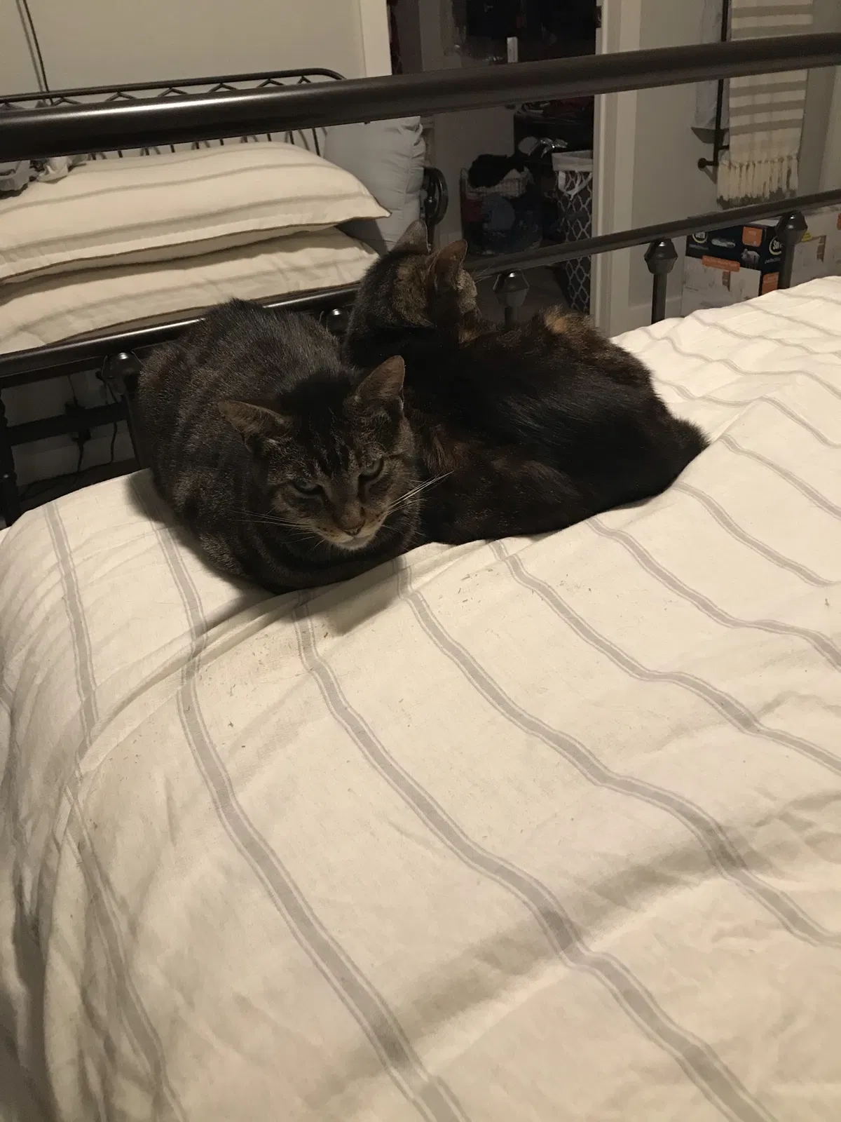 Lost cat in Baytown, TX, 77521