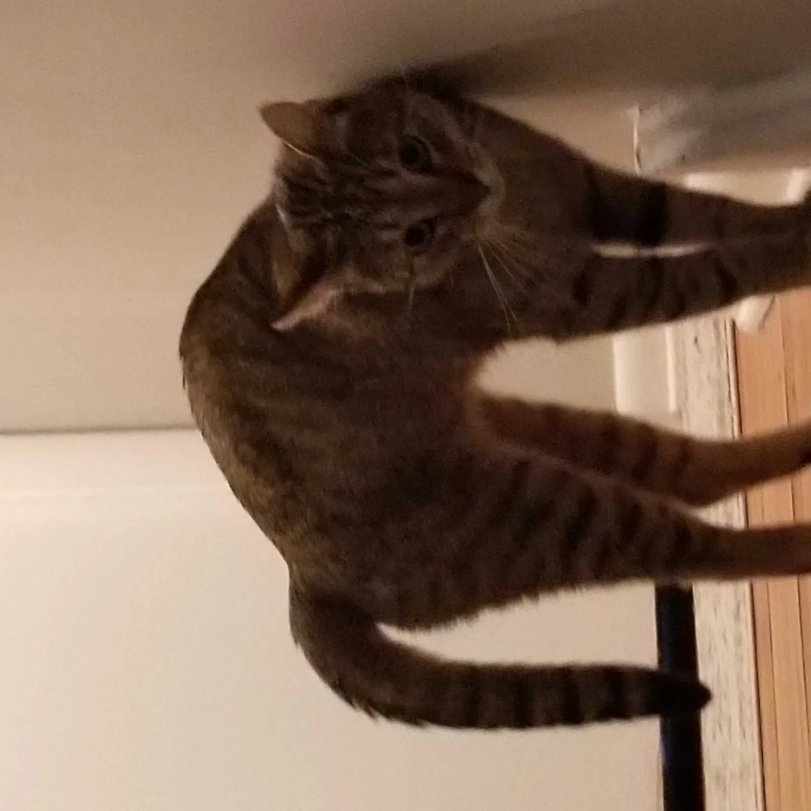 Lost cat in New Hope, PA, 18938