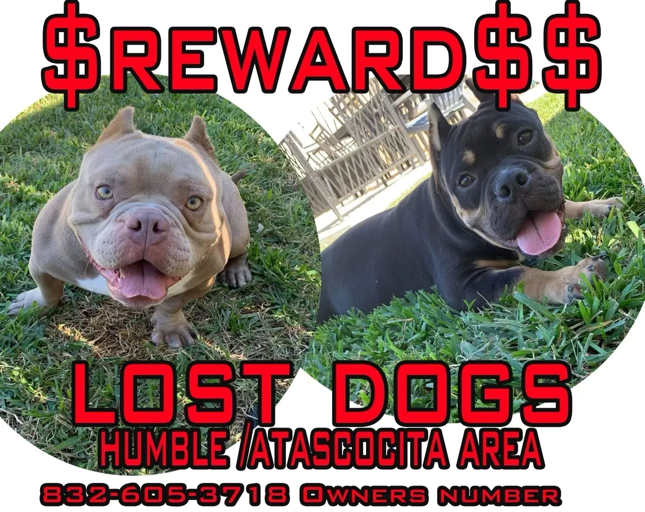 Lost dog in Humble, TX, 77396