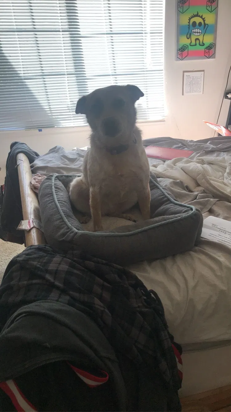 Lost dog in Littleton, CO, 80120