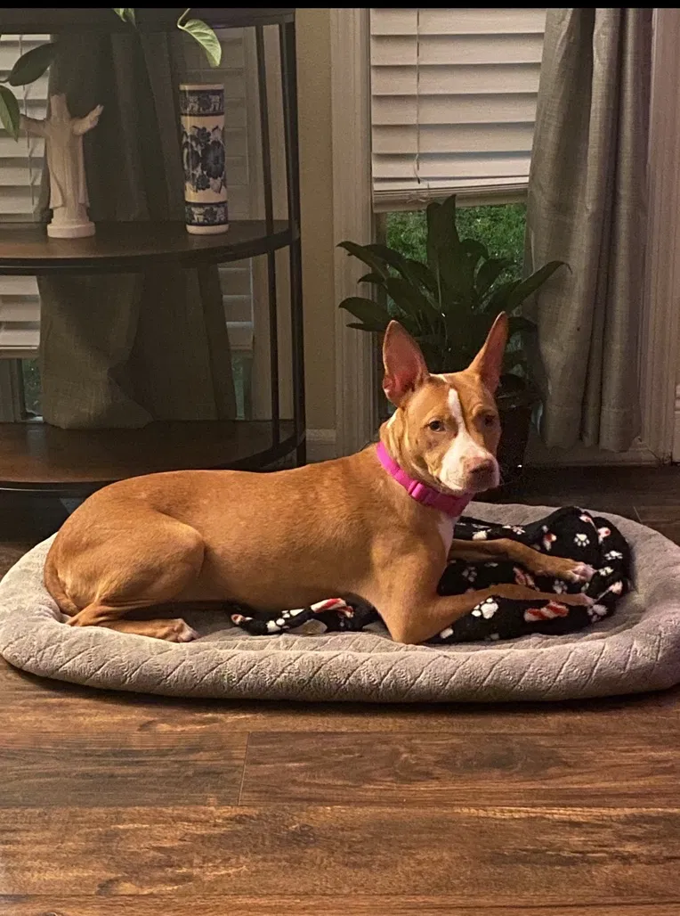 Lost dog in Altamonte Springs, FL, 32714