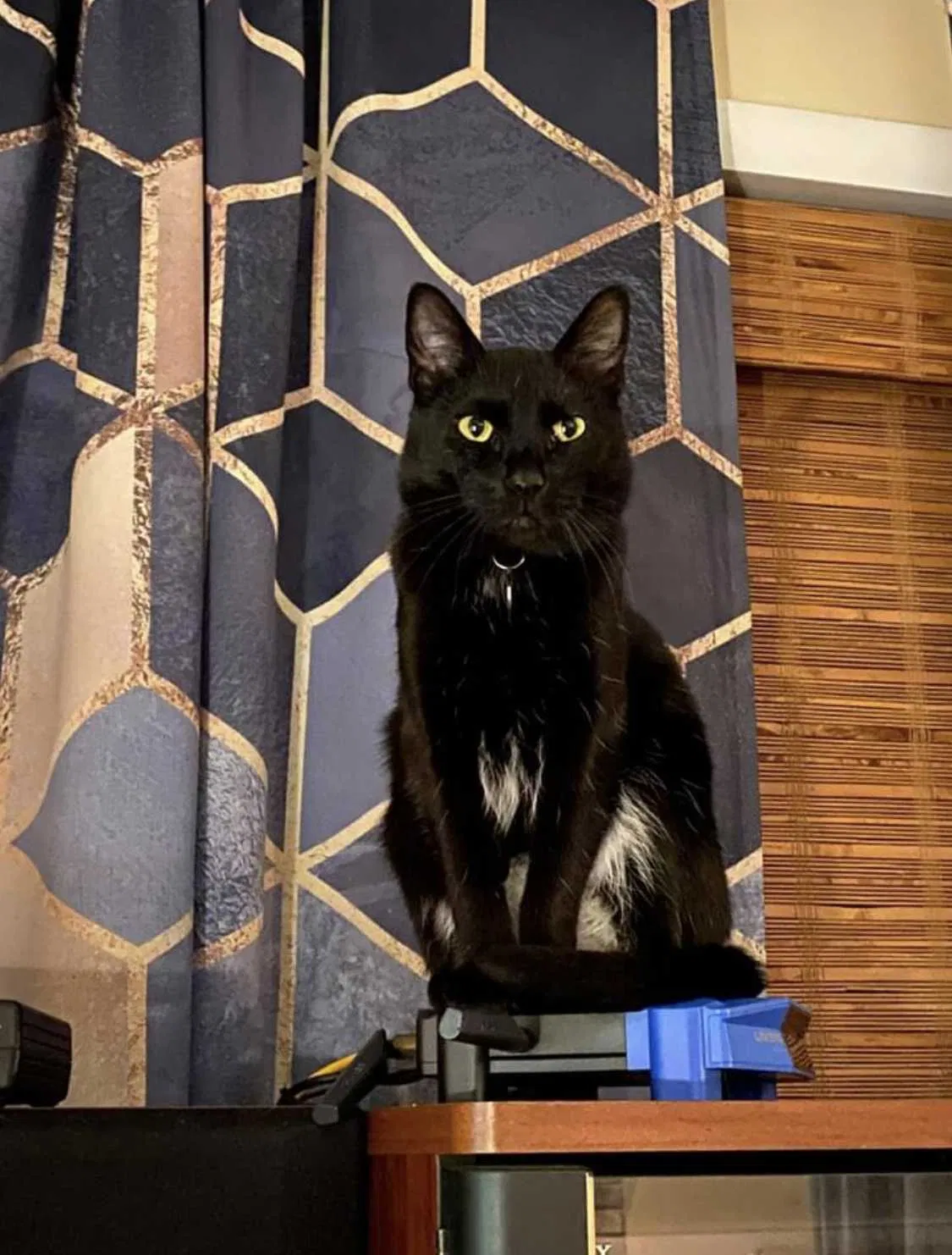 Lost cat in Englishtown, NJ, 7726