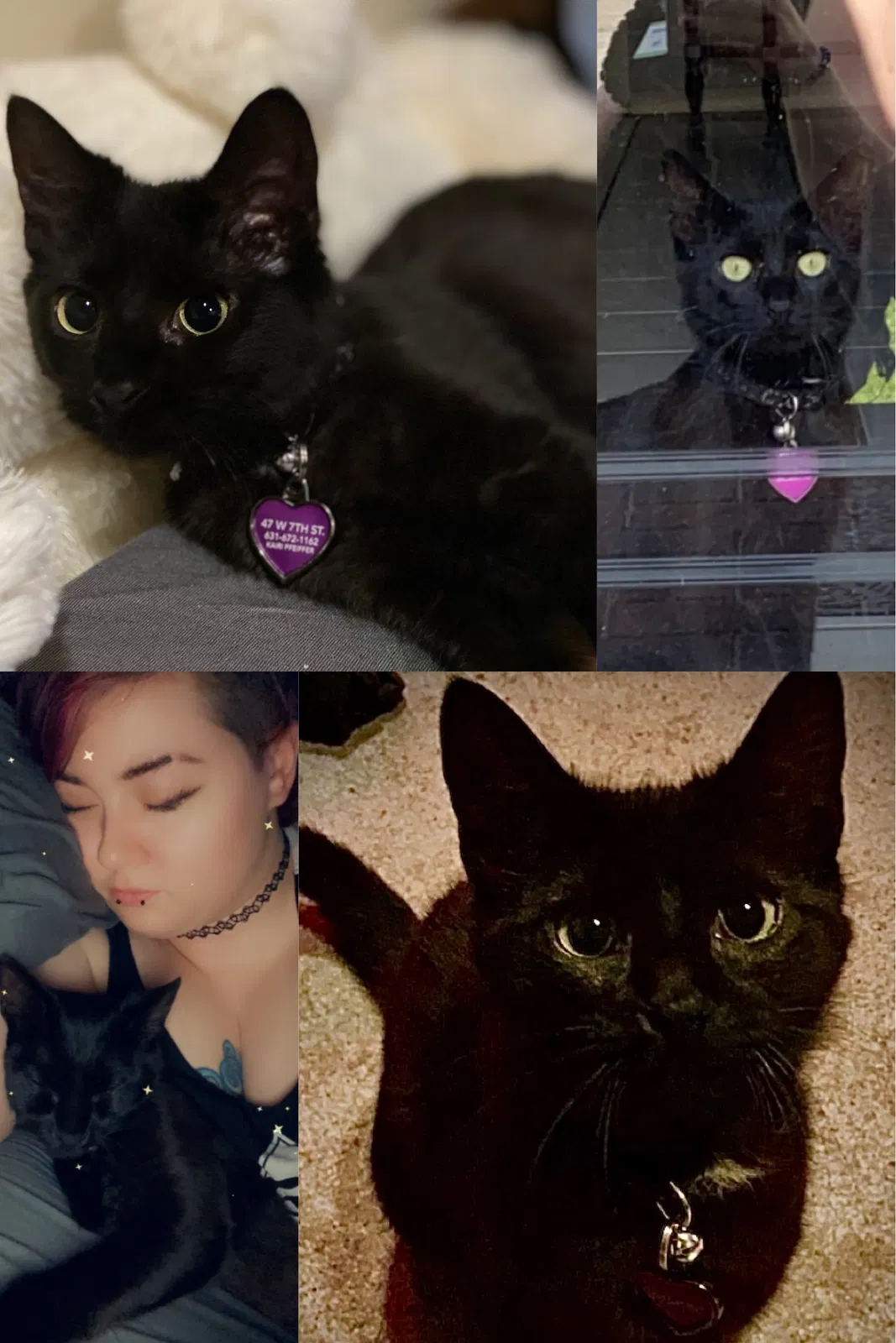Lost cat in Ronkonkoma, NY, 11779