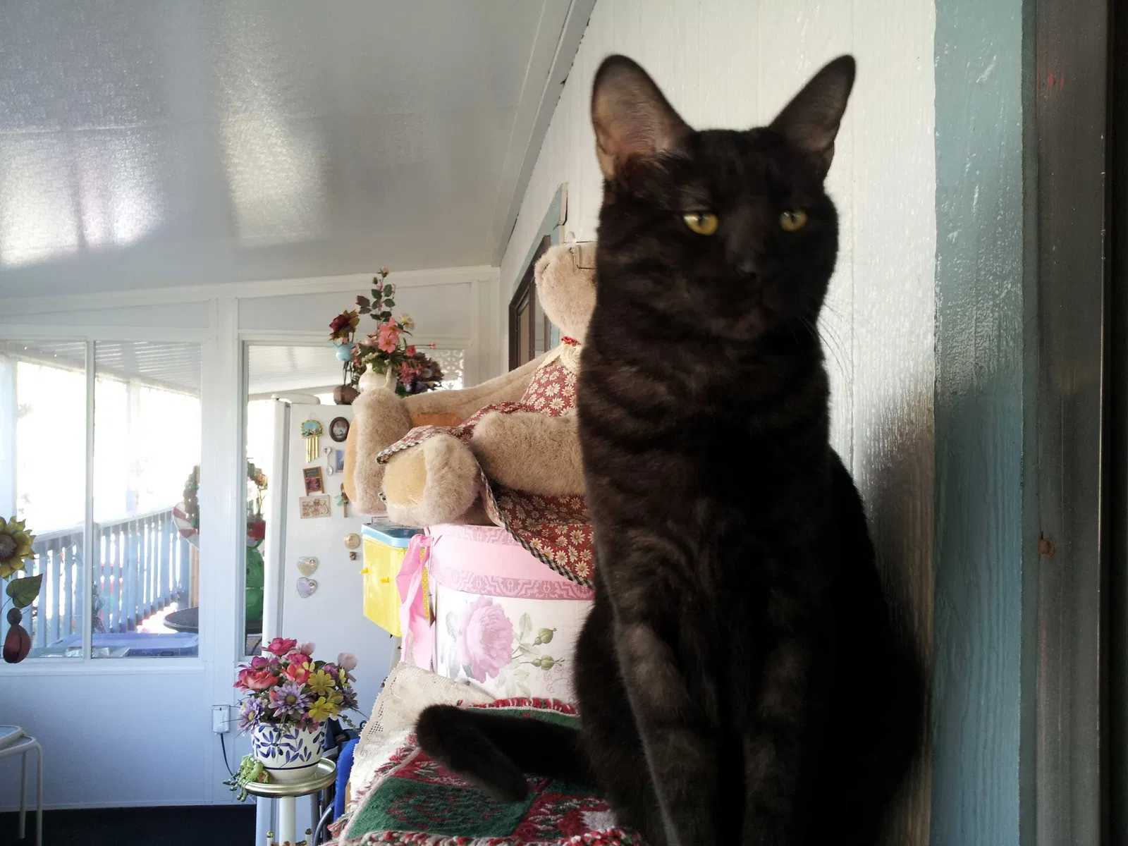 Lost cat in Norco, CA, 92860
