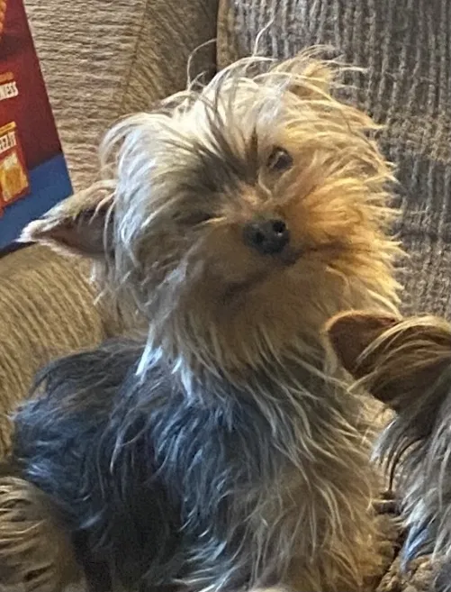 Lost dog in Salt Lake City, UT, 84124