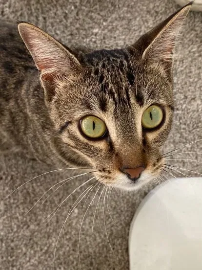 Lost cat in Dana Point, CA, 92629
