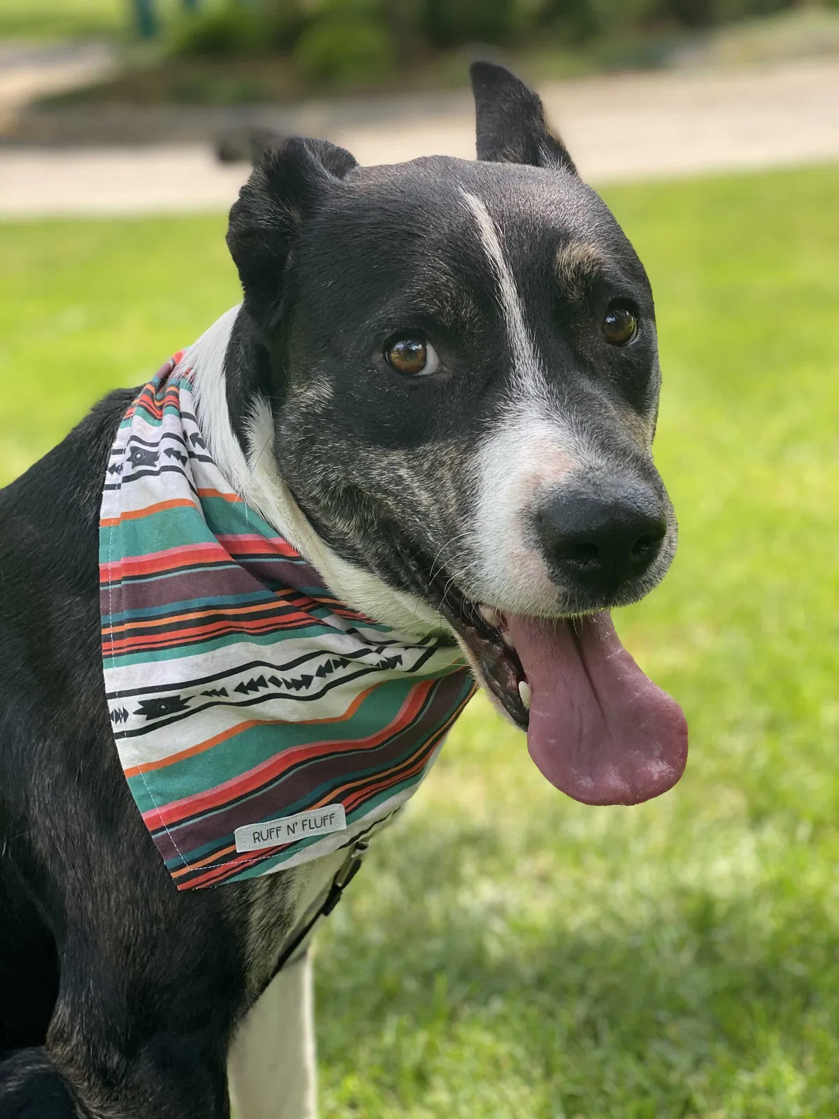 Lost dog in Farmington, MI, 48335