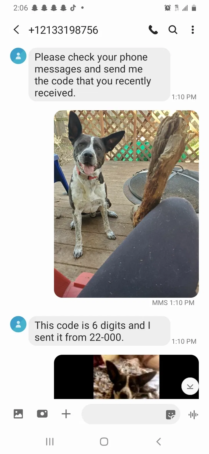 Lost dog in Dripping Springs, TX, 78620