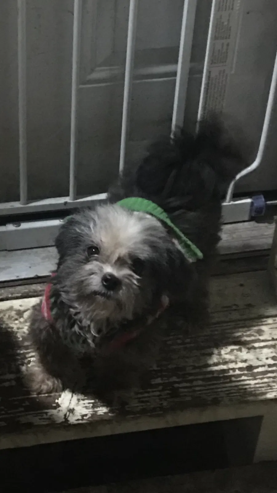 Lost dog in San Antonio, TX, 78213