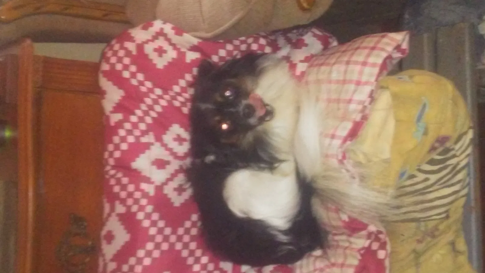 Lost dog in Anderson, SC, 29624