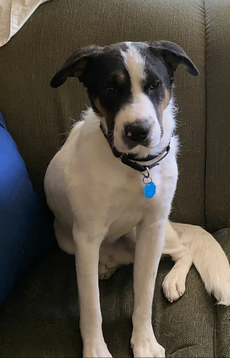 Lost dog in Brentwood, MD, 20722
