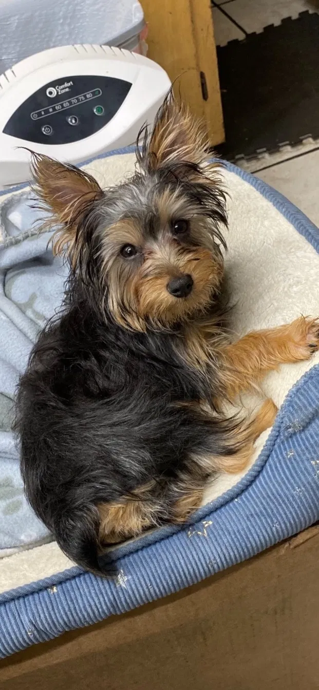 Lost dog in Tallahassee, FL, 32312