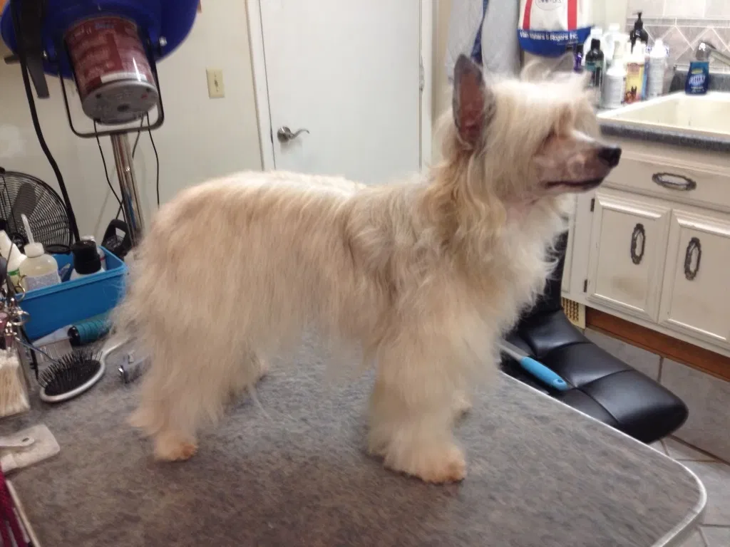 Lost dog in Las Cruces, NM, 88005