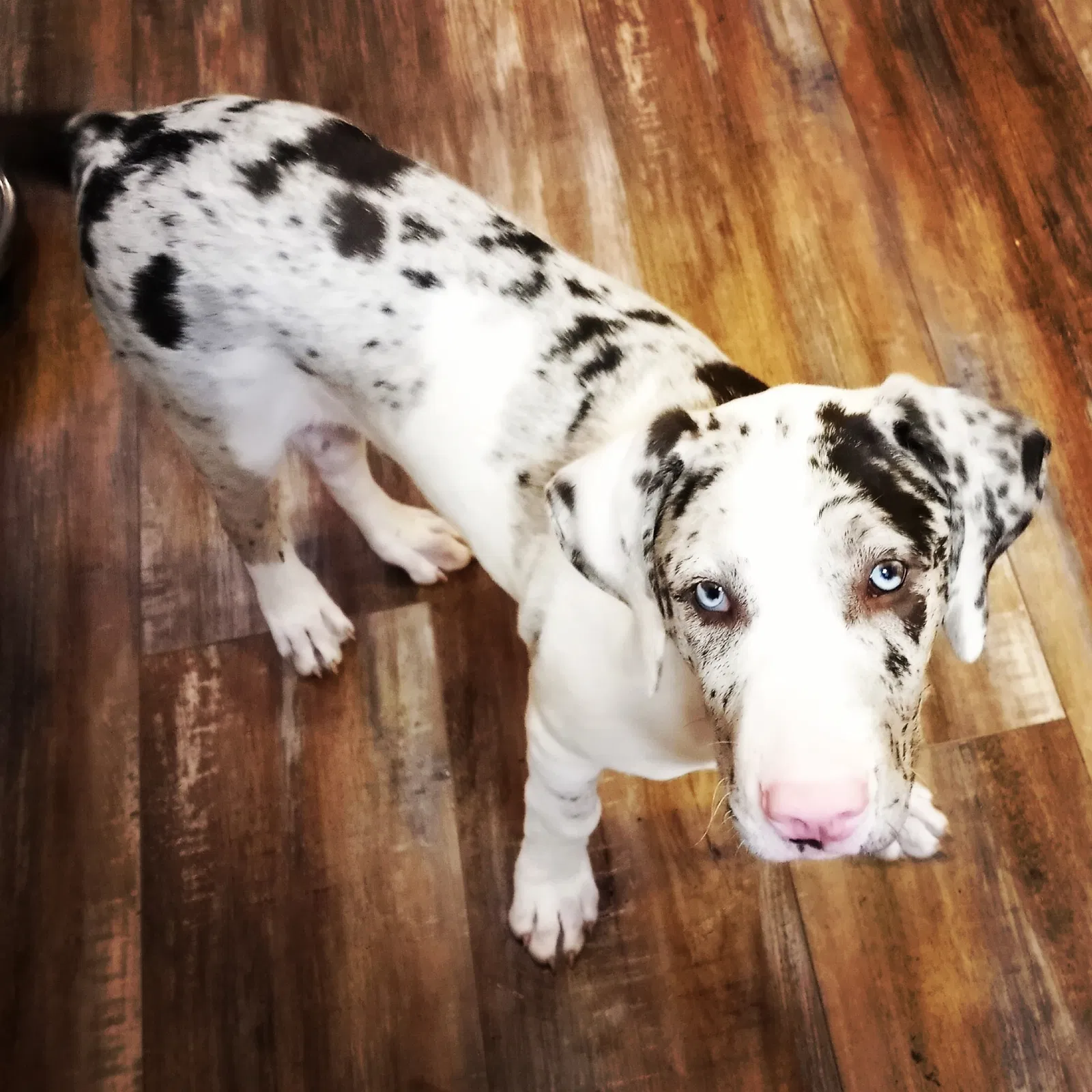 Lost dog in Bay Minette, AL, 36507