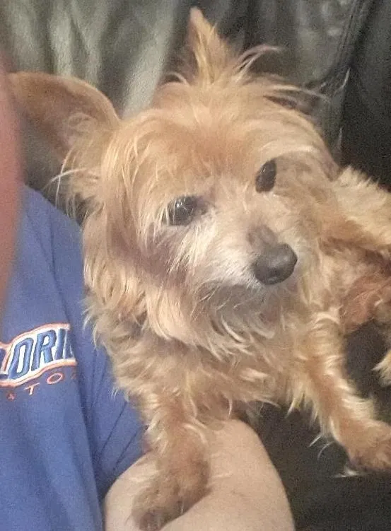 Lost dog in Ocoee, FL, 34761