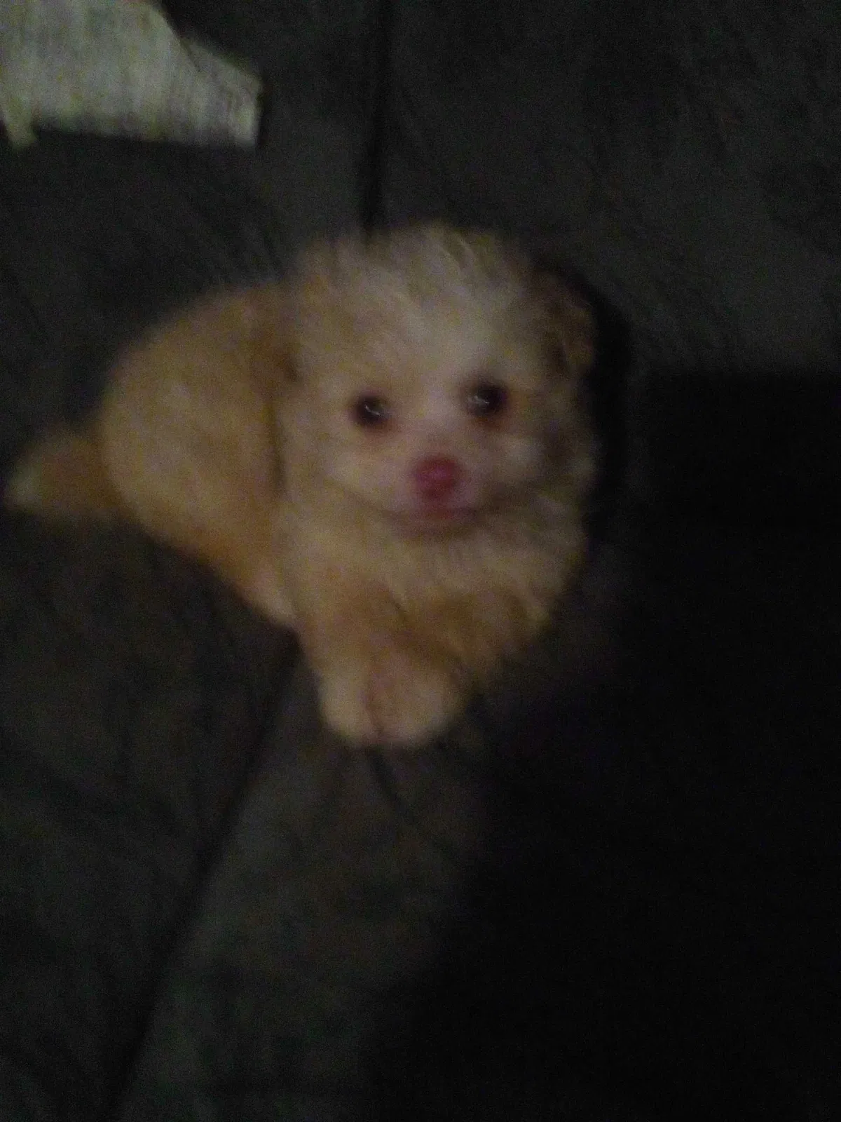 Lost dog in Modesto, CA, 95354