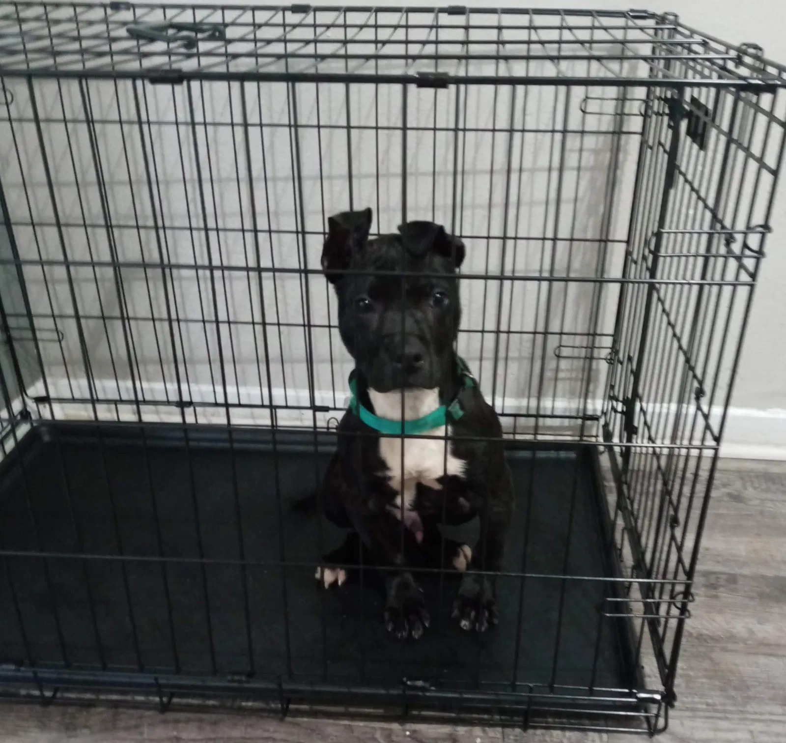 Lost dog in Memphis, TN, 38115