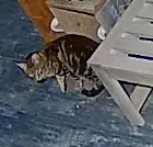 Lost cat in Farmingville, NY, 11738