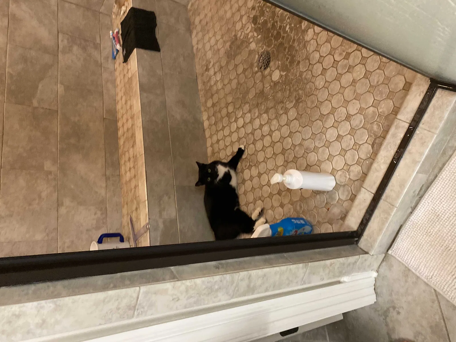 Lost cat in Ocean Springs, MS, 39564