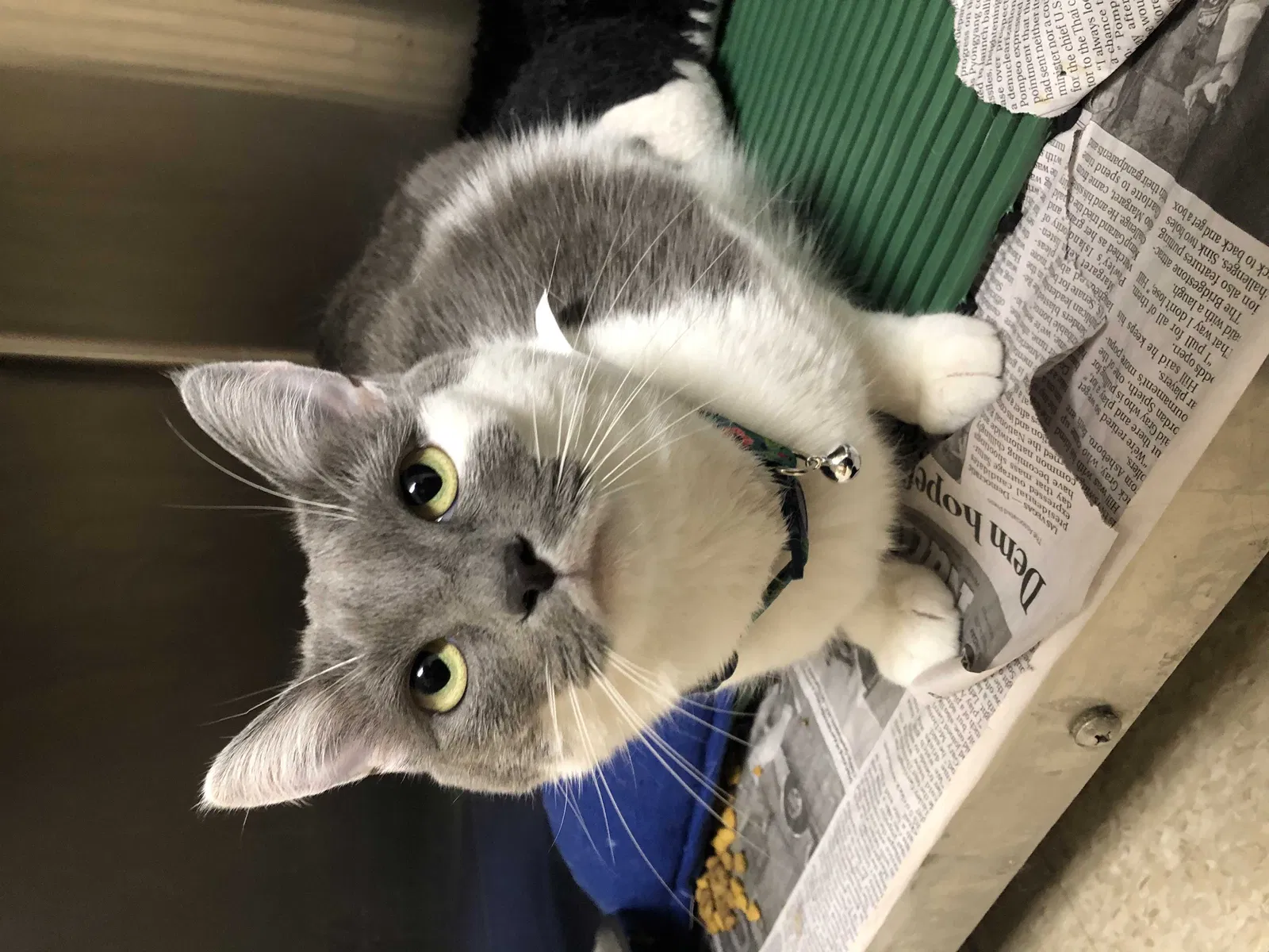 Lost cat in Winston Salem, NC, 27106