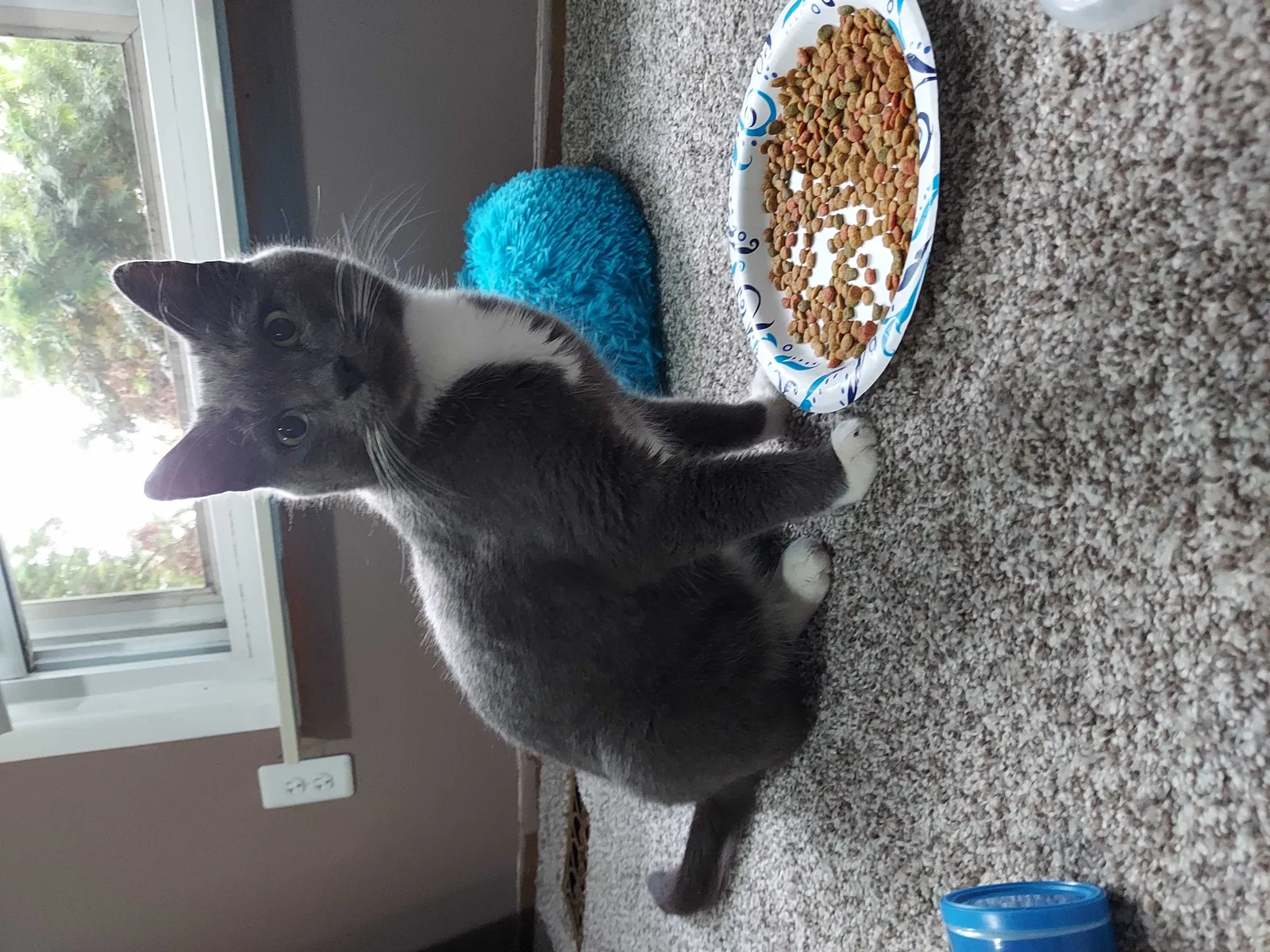 Found cat in Utica, MI, 48316