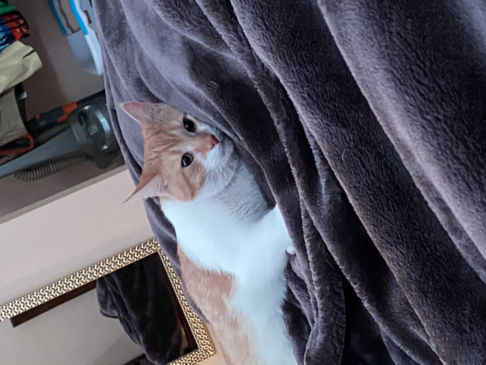 Lost cat in Columbus, OH, 43221