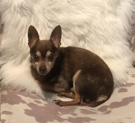 Lost dog in Fort Worth, TX, 76133