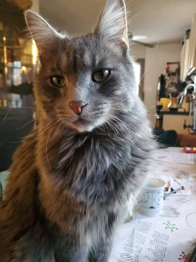 Lost cat in Waukesha, WI, 53186