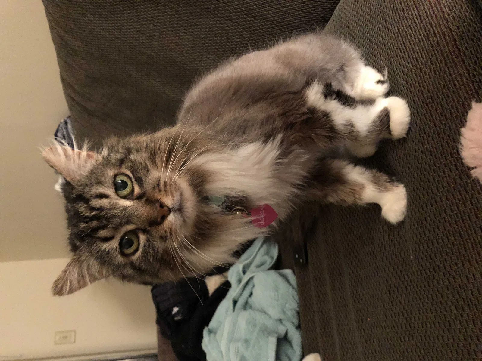 Lost cat in Saginaw, MI, 48603