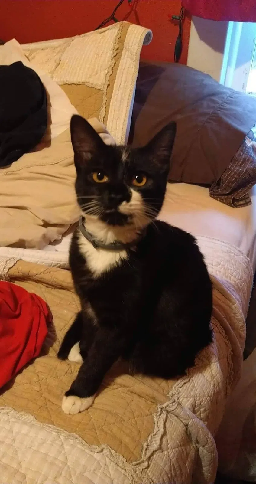 Lost cat in Springfield, MO, 65803
