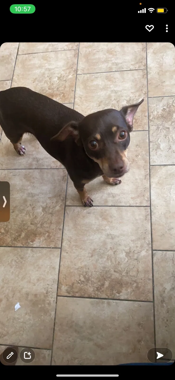 Lost dog in Calumet City, IL, 60409