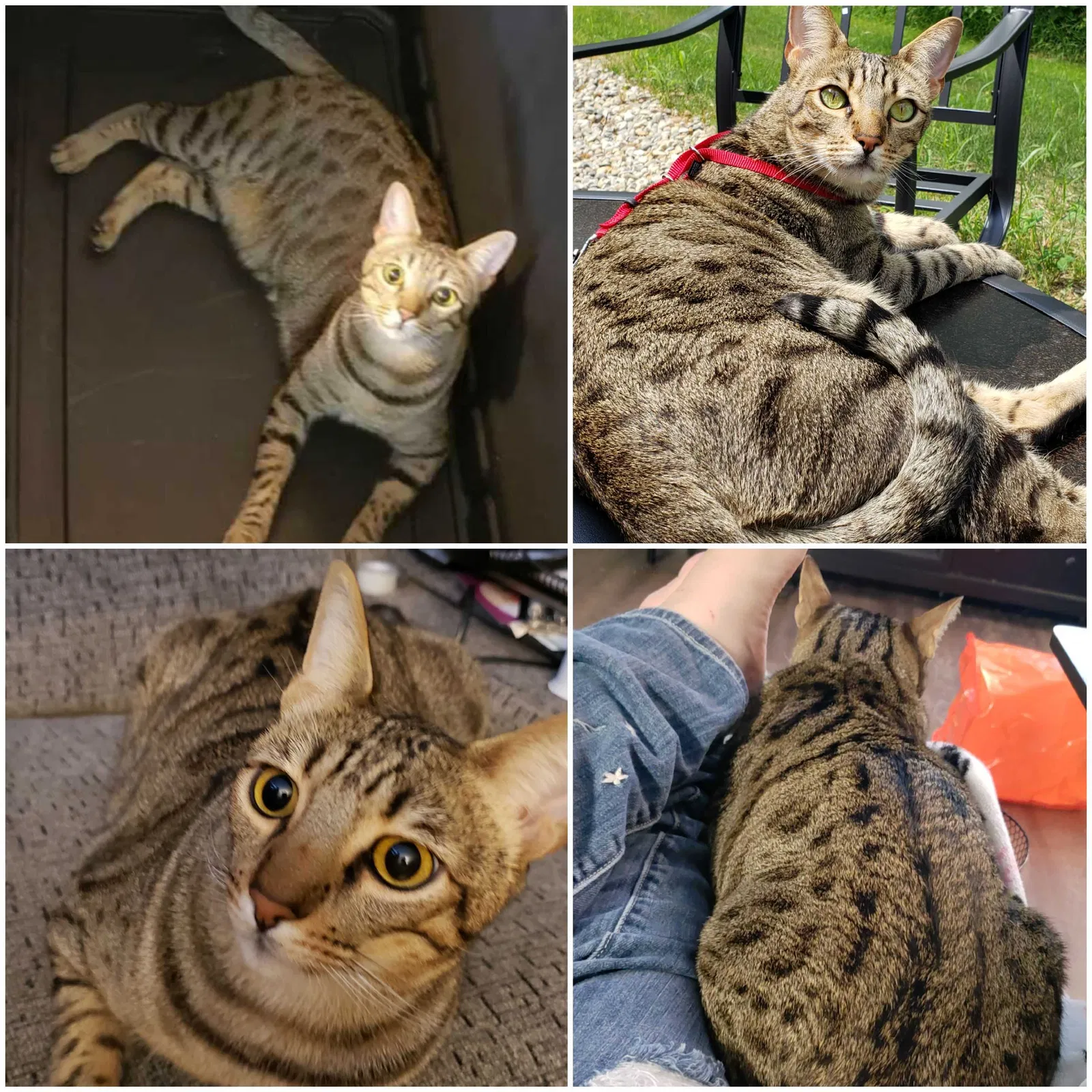 Lost cat in Groveport, OH, 43125