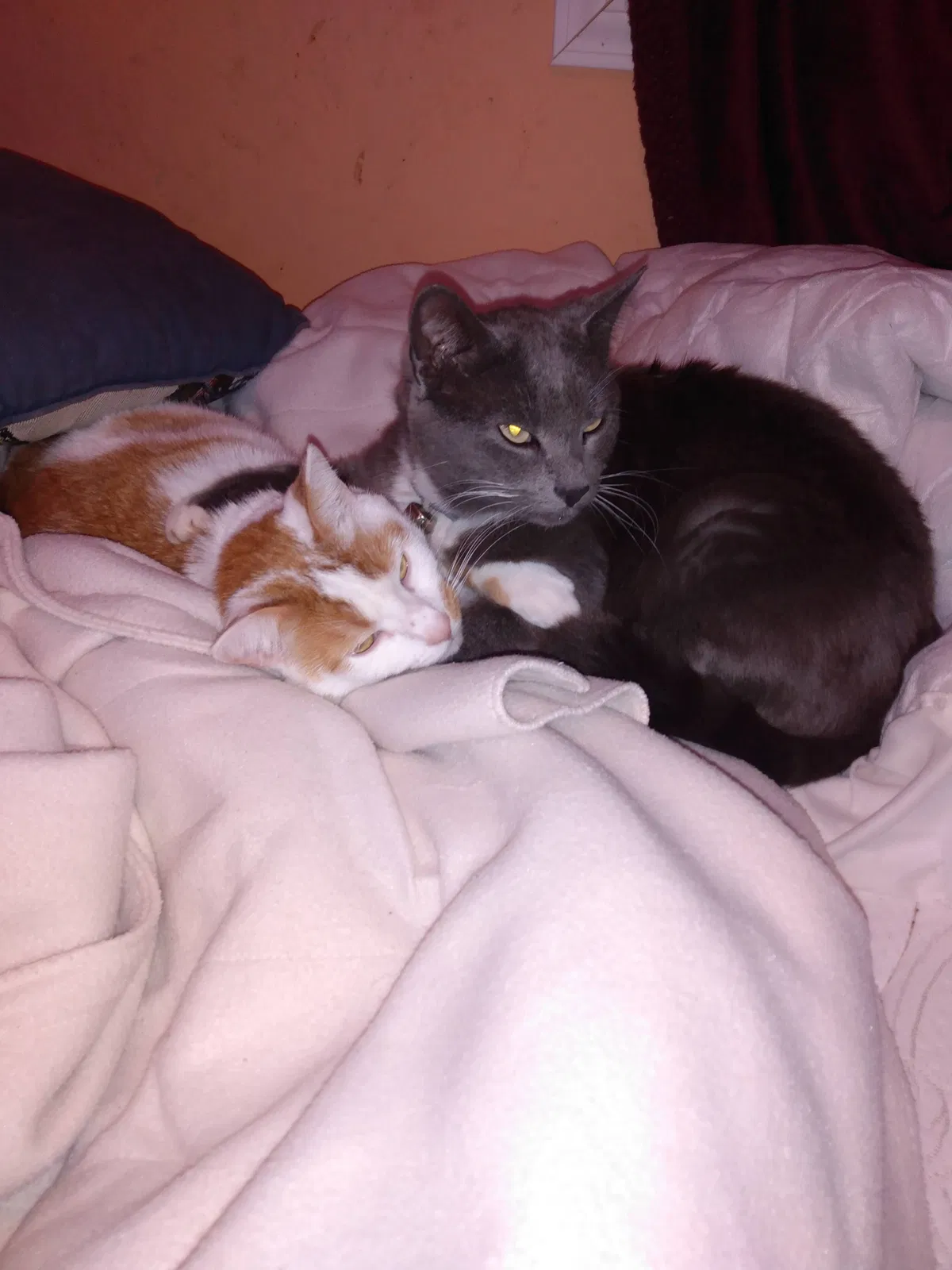 Lost cat in Ellijay, GA, 30540