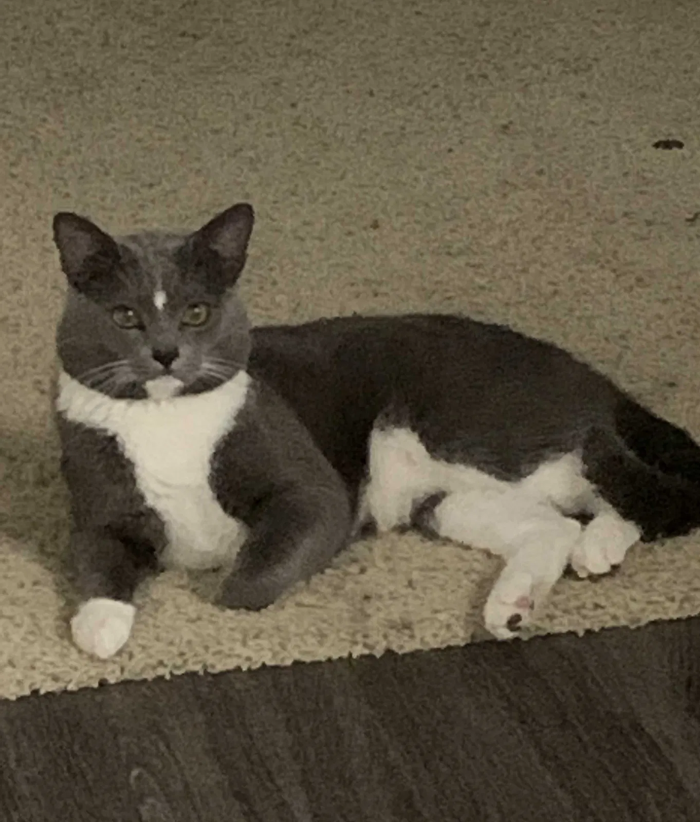 Lost cat in Fullerton, CA, 92831